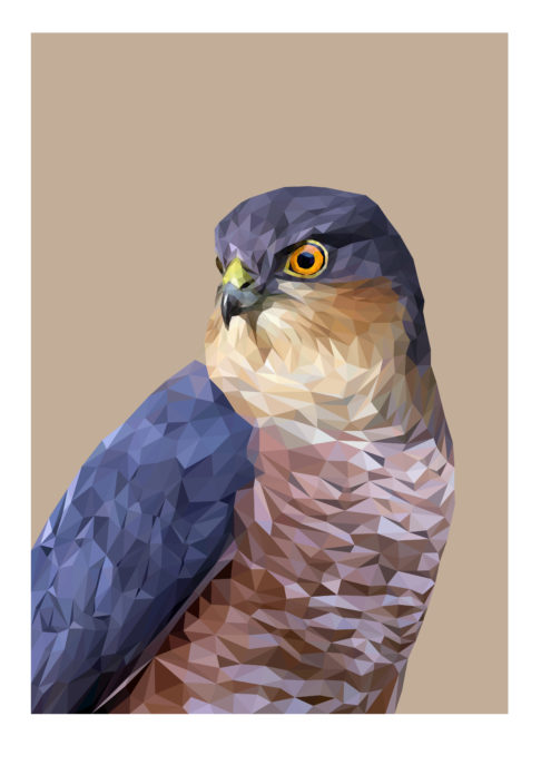 Sparrowhawk fine art digital print with beige background.