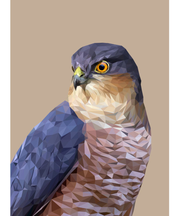 Sparrowhawk fine art digital print with beige background.