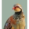 A digitally-rendered fine art partridge print depicting the red-legged partridge against a sage green background.