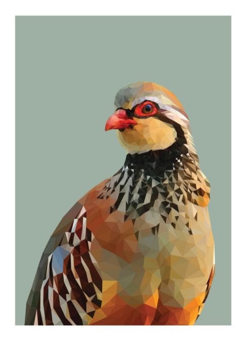 A digitally-rendered fine art partridge print depicting the red-legged partridge against a sage green background.