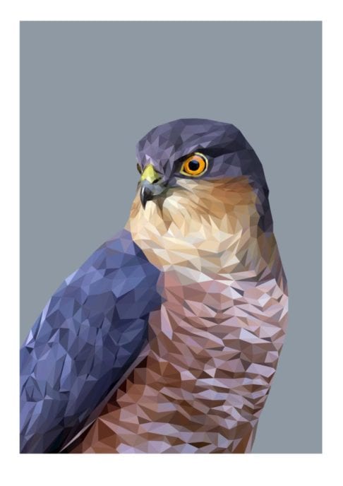 At captivating bird of prey drawing depicting a digitally drawn Sparrowhawk Giclée printed on fine art paper.