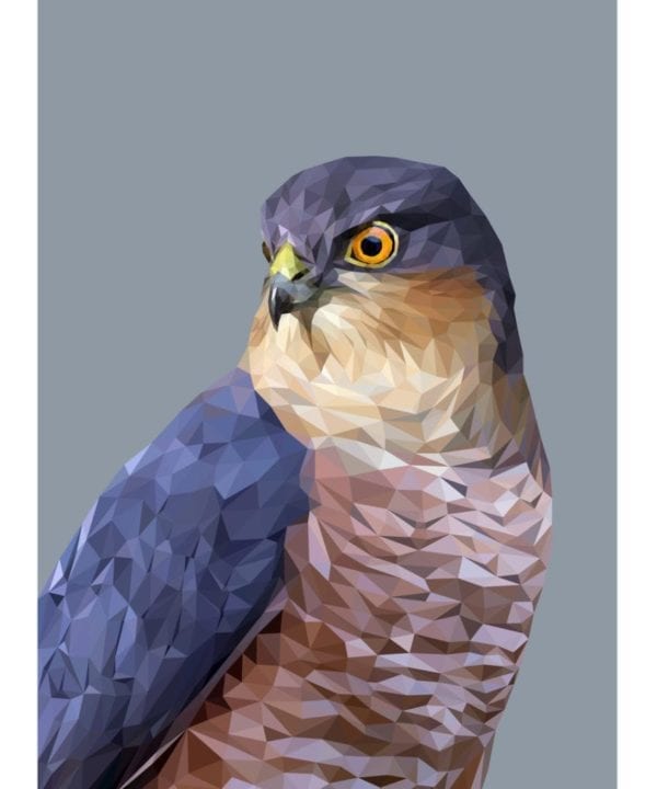 At captivating bird of prey drawing depicting a digitally drawn Sparrowhawk Giclée printed on fine art paper.