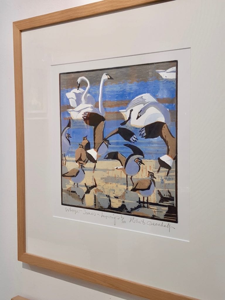 A print of swans and wild-fowl on the south coast near Rye by Robert Greenhalf.