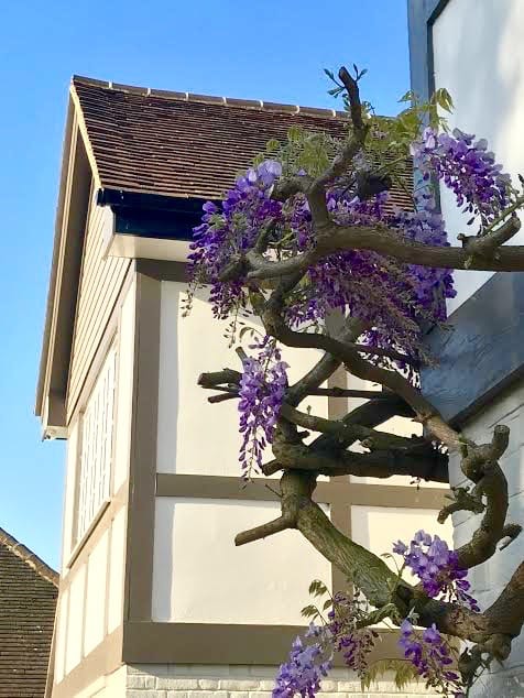 A lilac wisteria-clad 1930s gable end house.