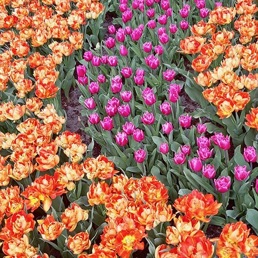 Bright and glorious tulips at the Keukenhof gardens, Holland.