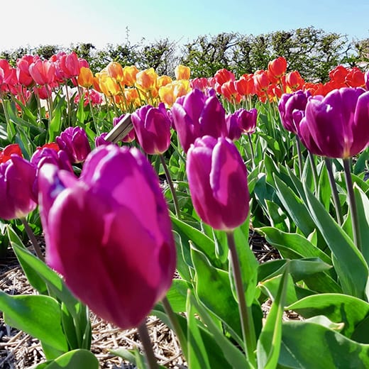 Close-up shot of tulips at Hortus Bulborum nurseries near Limmen, Holland.