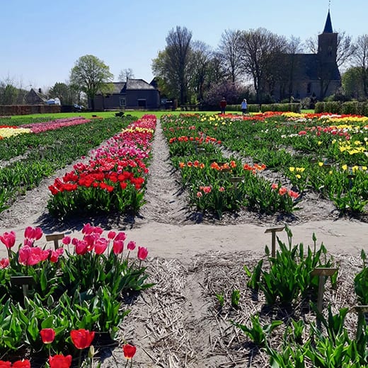 Pretty rows of tulips at Hortus Bulborum nurseries near Limmen, Holland.