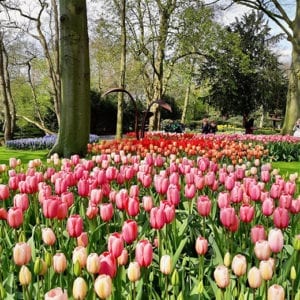 Bold and bright swathes of tulips at the Keukenhof in Holland.