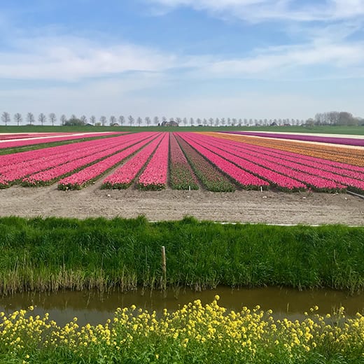 Fields of flowers in Holland in Springtime blog, Telescope Style.