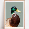 Male mallard duck print rendered digitally and sold unframed as a fine art Giclée print. Shown here with a pale wooden frame.