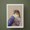 A sparrowhawk bird of prey print from the woodland wildlife art collection by Talia Giles against a deep green wall