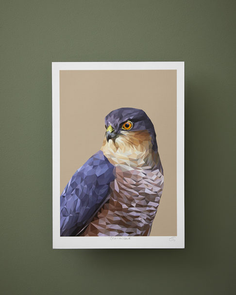 A sparrowhawk bird of prey print from the woodland wildlife art collection by Talia Giles against a deep green wall