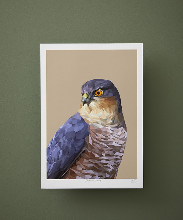 A sparrowhawk bird of prey print from the woodland wildlife art collection by Talia Giles against a deep green wall