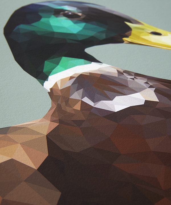 A detail of a green-headed mallard from the digital woodland wildlife art collection by Talia Giles.