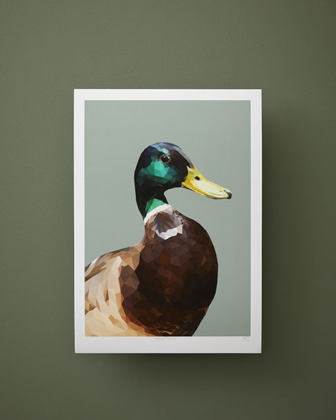 A mallard duck print, unframed, against a green backdrop.