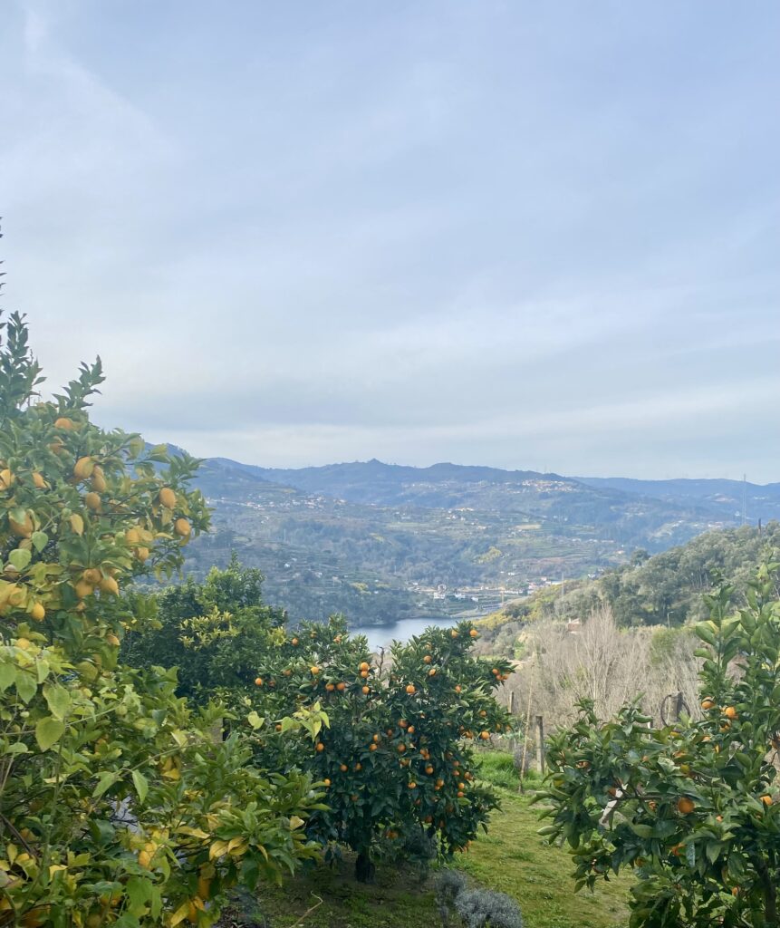 Views across the Douro Valley wine region in northern Portugal.