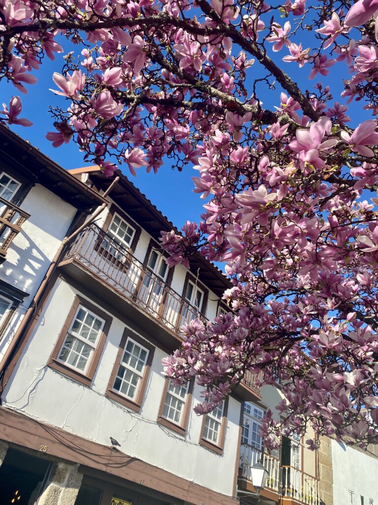 Blossom trees in the squares and courtyards of Guimarães, a historic town in the north of Portugal.