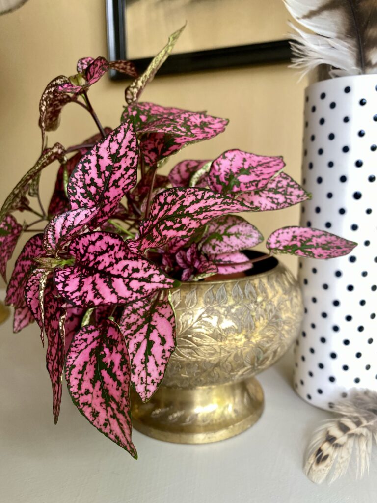 A pretty pink-leaved house-plant in a vintage, engraved brass bowl. Eclectic, vintage homewares add soul to any styled vignette.