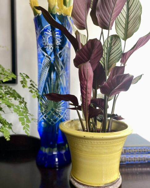 A yellow-glazed terracotta pot with a Prayer Plant and a tall, blue cut glass vase in the background.