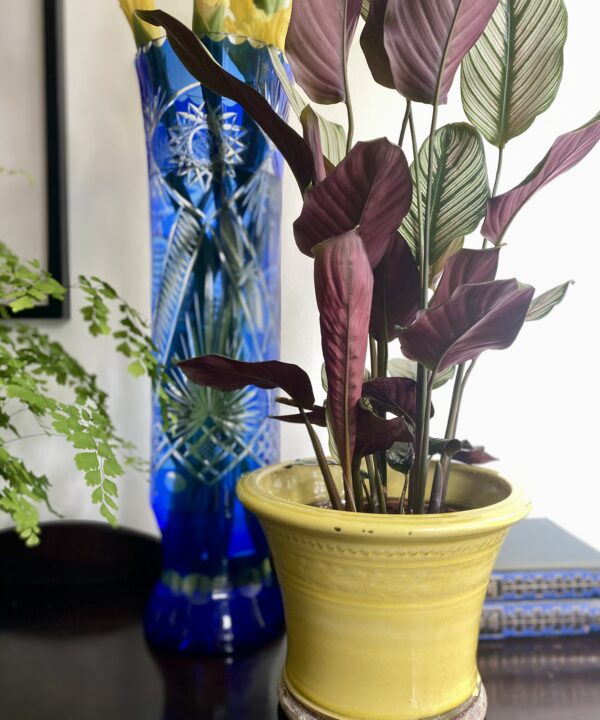 A yellow-glazed terracotta pot with a Prayer Plant and a tall, blue cut glass vase in the background.