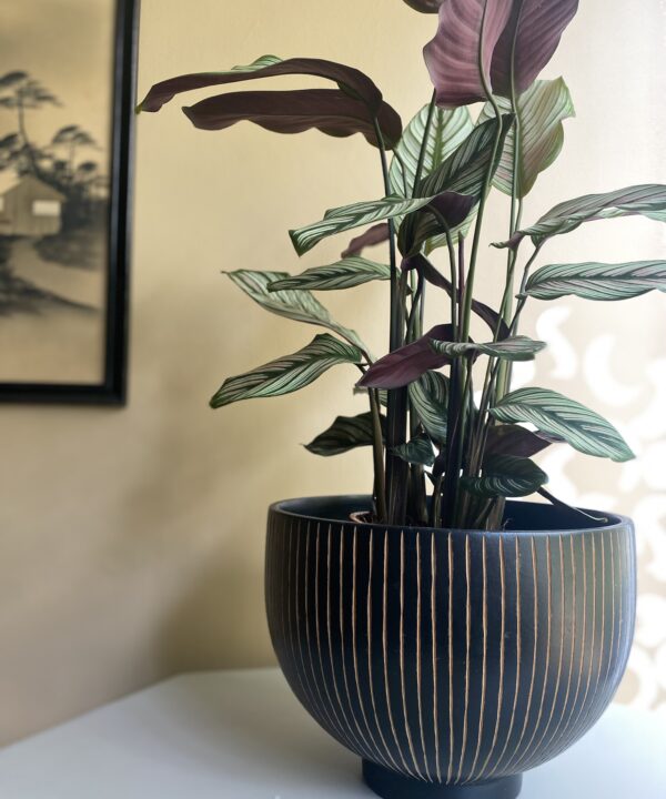 A striped wooden bowl planter.