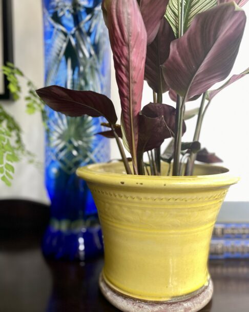 A yellow-glazed terracotta planter with a Royal blue cut glass vase in the background.